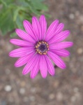 image of flower