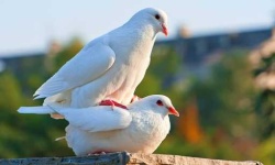 image of dove