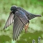 image of bird