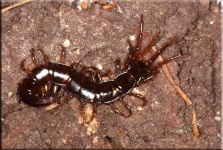 image of centipede
