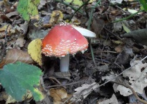 image of agaric