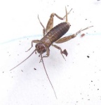 image of cricket