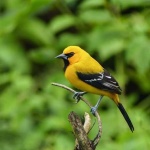 image of oriole