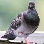 image of bird
