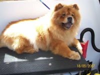 image of chow