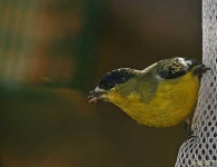 image of goldfinch