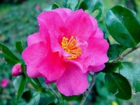 image of flower