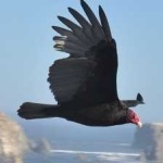 image of bird