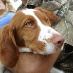 image of brittany_spaniel