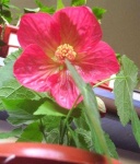 image of flower