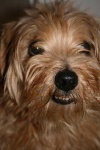 image of norfolk_terrier #2