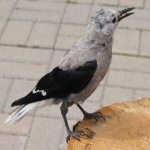 image of bird