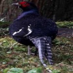 image of bird