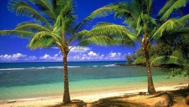 image of palm_tree