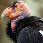 image of bird