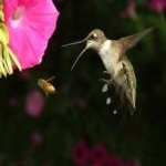 image of bird