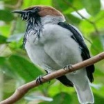 image of bird