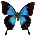 image of animal