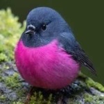 image of bird