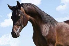 image of animal
