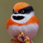 image of bird