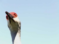 image of crane