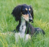image of saluki