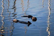 image of otter