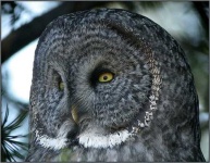 image of great_grey_owl