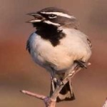 image of black_throated_sparrow #7
