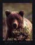 image of brown_bear