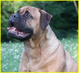 image of bull_mastiff