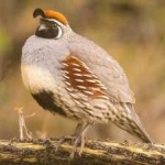 image of bird
