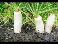 image of fruit_and_vegetable