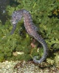 image of sea_horse