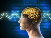 image of brain