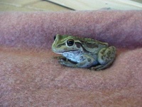 image of tailed_frog