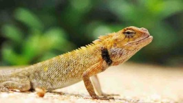 image of animal