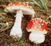 image of agaric