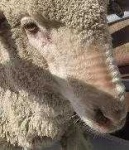 image of animal