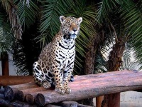image of jaguar