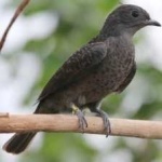 image of bird