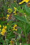 image of monarch