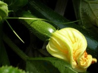 image of zucchini