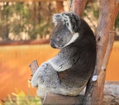 image of koala