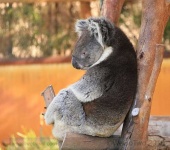 image of koala #27