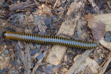 image of animal