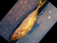 image of fish