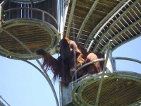 image of orangutan