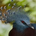 image of victoria_crowned_pigeon #32